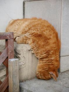 an orange cat sleeping on top of a cement block next to a wooden fence with caption that reads, cada manana lo misno