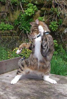 a cat that is standing on its hind legs