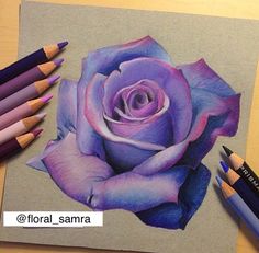 a drawing of a purple rose with colored pencils next to it