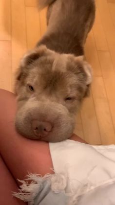 a close up of a person holding a dog's head on the floor with it's paws