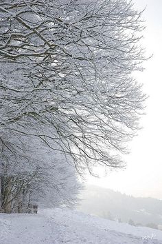 snow covered trees line the side of a snowy road with benches on each side and one person walking in the distance