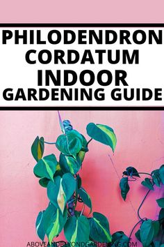 a pink wall with green plants on it and the words philodendroni cordatium indoor gardening guide