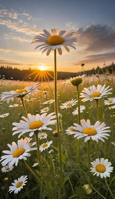 the sun is setting over a field full of daisies