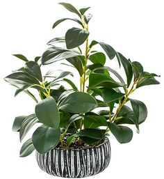 a potted plant with green leaves on a white background, in a black and white striped vase