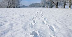 footprints in the snow near trees on a sunny day