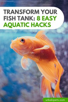 a goldfish swimming in an aquarium with the words transform your fish tank 8 easy aquatic hack