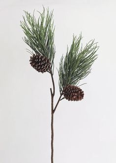 two pine cones sitting on top of a tree branch next to a white wall,