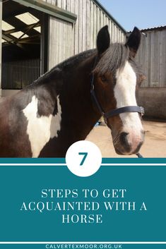 a brown and white horse with the words 7 steps to get acquainted with a horse