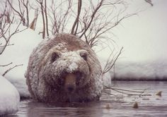 a bear in the water with snow on its face