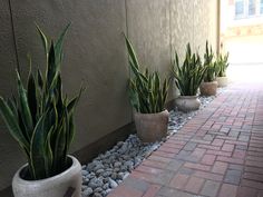 three potted plants sitting next to each other on a brick walkway in front of a building