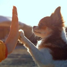 a small brown and white dog standing on its hind legs holding an orange object in it's hand