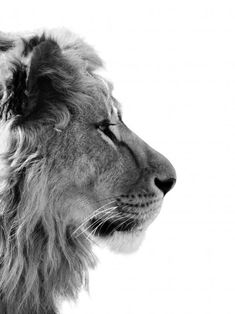 a black and white photo of a lion's head with its eyes closed in front of the camera