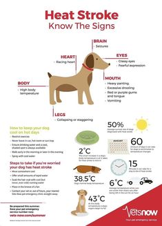 a poster with instructions on how to keep your dog safe from the sun and heat