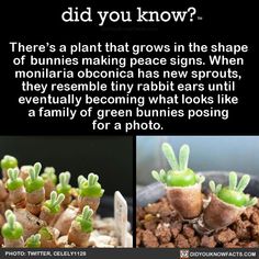 there is a plant that grows in the shape of tiny bunnies