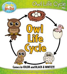 an owl life cycle is shown in this book