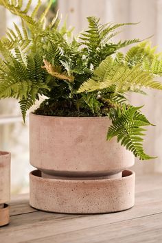 a potted plant sitting on top of a wooden table next to two smaller pots