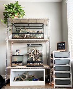 a shelf filled with lots of different types of plants and animals on top of it