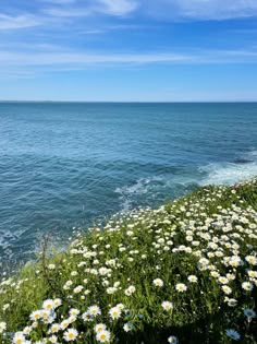 daisies growing on the edge of a cliff by the ocean