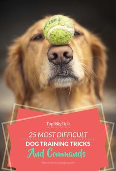 a dog with a tennis ball on its head and the words 25 most difficult dog training tricks