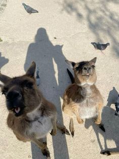 two dogs are standing next to each other on the sidewalk with pigeons in the background