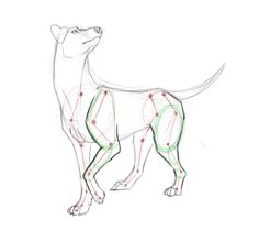 a drawing of a dog's body and neck