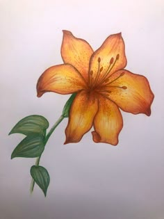 Art Ideas Flowers Drawing, Cool Art Drawings Flowers, Ideas To Draw Flowers, Art Reference Photos Flowers, Drawing Inspiration Colored Pencil, Close Up Flower Drawing, Colored Flowers Drawing, Art Pencil Color Drawings