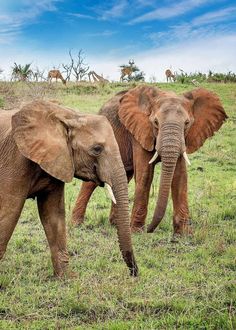 two elephants walking in the grass with other animals behind them on a sunny day,