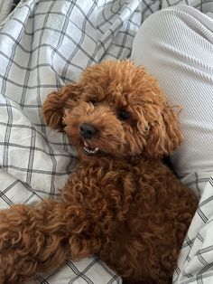 a small brown dog laying on top of a bed