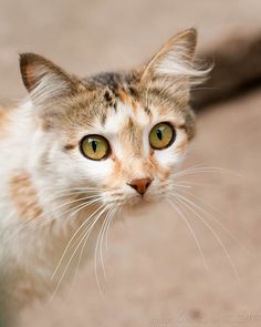 a close up of a cat with green eyes looking at the camera while standing on concrete