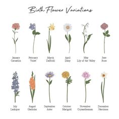 the different types of wildflowers that are in each flower species and their names