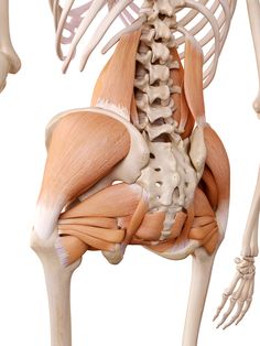 the muscles are highlighted in this medical model, including the upper half of the body