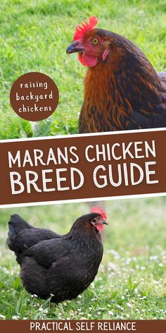 two chickens standing next to each other on top of a green grass covered field with the words marans chicken breed guide