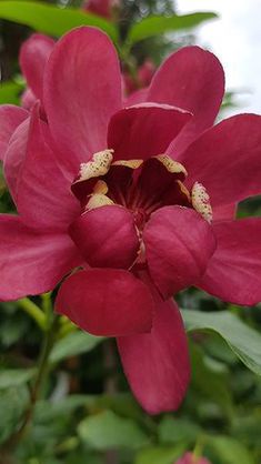 a pink flower with green leaves in the background