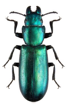 an image of a green beetle on a white background