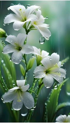 some white flowers with water droplets on them