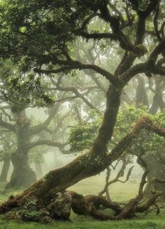 an old tree in the middle of a grassy field