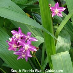 purple flowers are blooming in the middle of green leaves and plants with long, thin stems