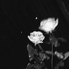 a black and white photo of a rose in the dark with light coming through it