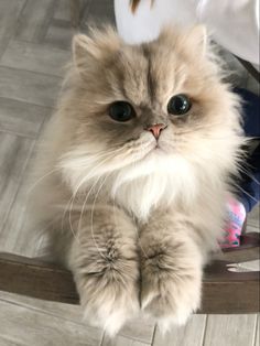 a fluffy cat sitting on top of a wooden chair