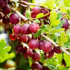 grapes are growing on the vine in an outdoor area with green leaves and red berries