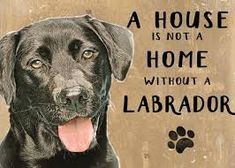 a black dog with his tongue hanging out is sitting in front of a sign that says a house is not a home without a labrador