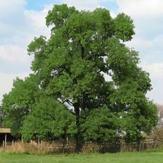 a large green tree sitting in the middle of a field