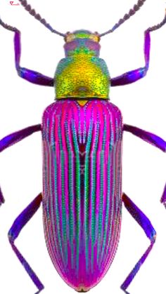 an image of a colorful bug on a white background