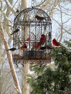 several birds in a birdcage hanging from a tree branch with the word interest on it