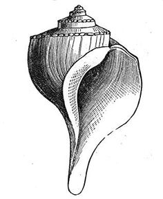 an image of a sea shell on a white background, vintage line drawing or engraving illustration