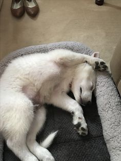 a large white dog laying on top of a gray blanket