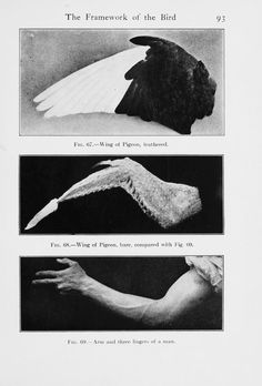 an old book with three pictures of birds and their wings in different stages of flight