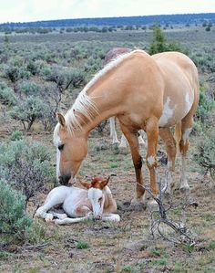 a horse and its foal are in the wild together, one is laying down