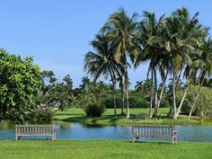 a park bench sitting next to a lake surrounded by palm trees