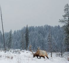 an elk is walking through the snow in front of some trees